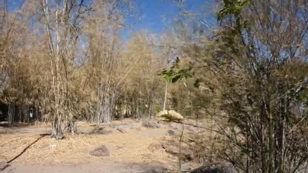 Feuilles Naturelles Colorées Bambou Perdant Couleur Changeante Plante Feuillage Bambuseae Séquence Vidéo