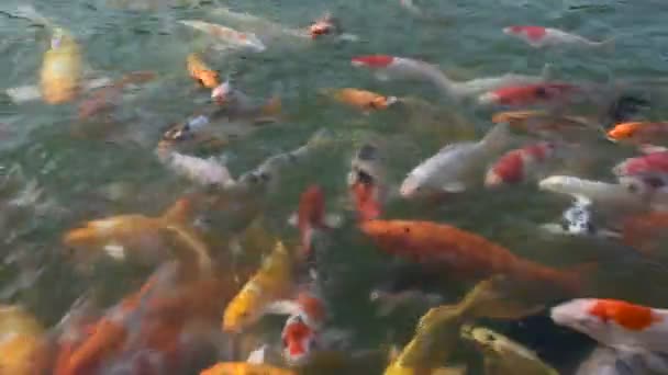 Färgade Sorter Japansk Fancy Karp Eller Koi Japansk Fisk Simmar — Stockvideo