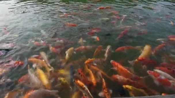 Variedades Colores Japón Carpa Lujo Peces Japoneses Koi Nadando Agua Vídeo De Stock