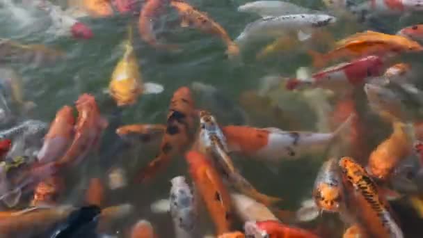 Colored Varieties Japan Fancy Carp Koi Japanese Fish Swimming Freshwater — Stock Video