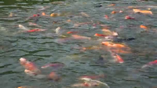 泰国Uthai Thani市Ban Rai村度假酒店花园公园的淡水湖和游泳池中 日本的花式鲤鱼或科伊鱼在淡水中游动 — 图库视频影像