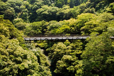 Japonya 'nın Kanagawa bölgesindeki Hakone' daki Owakudani dağını ziyaret etmek üzere Gora istasyonuna giderken yolda motosiklet süren Japon gezginler için orman ormanı üzerindeki manzara köprüsüne bakın.