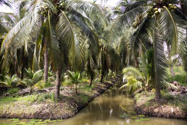 Agricultural cultivation Aromatic Young Coconut plantation and horticulture and canal for thai gardener or orchard farmer people agriculture grow crop harvesting at Ban Phaeo in Samut Sakhon, Thailand clipart