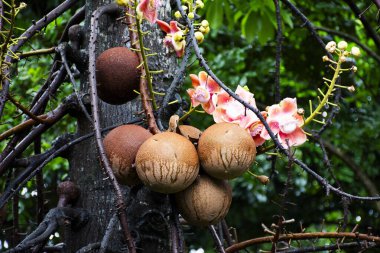 Gülle ağacı çiçekleri ve Tayland Samut Prakan 'da, Tayland' da, Tayland 'da, Tayland' da, Tayland 'da, Tayland' da, Tayland 'da, Tayland' da, Samut Prakan, Tayland 'daki Bahçe Parkı' ndaki Bahçe Parkı 'ndaki Sala Langka bitkisinin meyveleri.