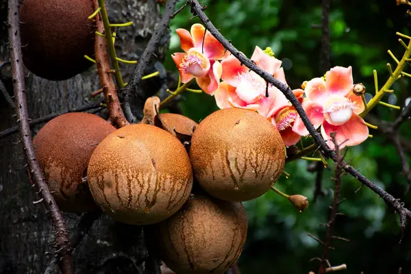 Gülle ağacı çiçekleri ve Tayland Samut Prakan 'da, Tayland' da, Tayland 'da, Tayland' da, Tayland 'da, Tayland' da, Tayland 'da, Tayland' da, Samut Prakan, Tayland 'daki Bahçe Parkı' ndaki Bahçe Parkı 'ndaki Sala Langka bitkisinin meyveleri.