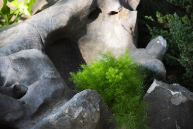 Tai halkı için Wat Khao Wong Narai Mağara Tapınağı 'ndaki küçük bir bahçe bahçesinde ağaç dikimi gezginler için Saraburi Phutthabat, Tayland' da kutsanmış Buda 'yı ziyaret edin.