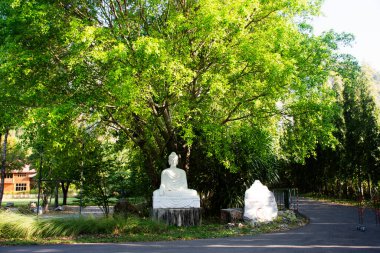 Taylandlı gezginler için bodhi ağacının altındaki beyaz Buda heykeli 12 Kasım 2024 'te Tayland' ın Saraburi şehrinde Phra Phutthabat 'taki Wat Khao Wong Narai Mağara Tapınağı' nda kutsal dileğe saygılıdır.