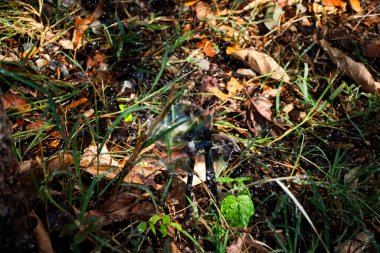 Aletler plastik taşınabilir su fıskiyeleri veya aletler açık hava parkındaki çim zemine su serpme ve Tayland 'ın Saraburi kentindeki kırsal kırsal alanda çayır bahçesi