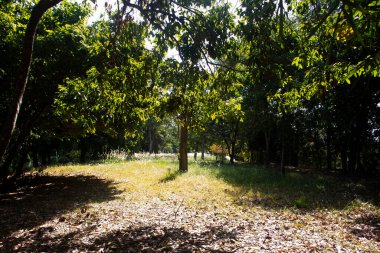 Arkeolojik site Dhavaravadi ve Khmer aera Dong Lakhon tarihi şehir veya Muang Boran Dong Lakhon Tayland 'ın Nakhon Nayok kentindeki Dong Yai tepesine seyahat eden insanlar için antik Laplae kasabası