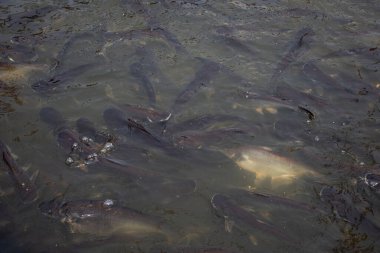 Tayland, Tayland 'daki Bang Kruai' de Taylandlı gezginler için Wat Utthayan 'daki Khlong Bangkok Noi Kanalı' ndaki yayın balığı ya da çizgili yayın balığı.
