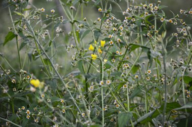 Renkli İspanyol iğne çiçekleri veya Bidens pilosa flora ve yeşil yaprak ağacı bahçe parkında Phu Tub Berk yüksek dağının tropikal tazelik ormanında Phetchabun, Tayland 'daki orman parkında