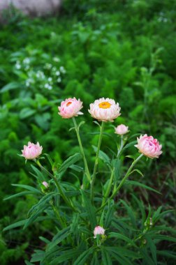 Tayland Phetchabun, Phu Hin Rong Kla Ulusal Orman Parkı 'ndaki Phu Hong Kla Dağının tropikal tazelik ormanında Helichrysum çiçekleri veya Hasır çiçek ve yeşil yaprak ağacı.