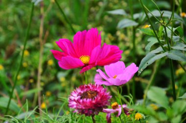 Renkli Kozmos sülfür çiçekleri flora çiçeği ve yeşil yaprak bitkisi Tayland Phetchabun 'daki Phu Hin Rong Kla Ulusal Orman Parkı' ndaki Phu Tub Berk Dağı tropikal tazelik ormanında.