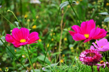 Renkli Kozmos sülfür çiçekleri flora çiçeği ve yeşil yaprak bitkisi Tayland Phetchabun 'daki Phu Hin Rong Kla Ulusal Orman Parkı' ndaki Phu Tub Berk Dağı tropikal tazelik ormanında.
