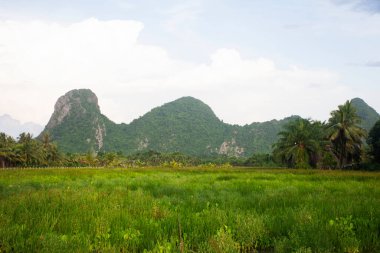Manzara çeltik pirinç tarlası ve Khao Ok Thalu dağı ya da Oak Thalu Dağı 'nı çayırda ve bulutlu gökyüzü bulutlarında gezginler için Tayland' ın Phatthalung kentindeki kırsal bölgeleri ziyaret ederler.
