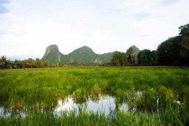 Manzara çeltik pirinç tarlası ve Khao Ok Thalu dağı ya da Oak Thalu Dağı 'nı çayırda ve bulutlu gökyüzü bulutlarında gezginler için Tayland' ın Phatthalung kentindeki kırsal bölgeleri ziyaret ederler.