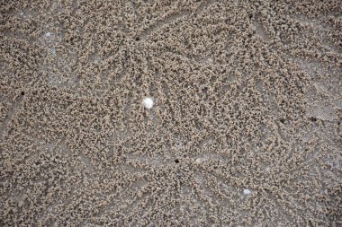 Kabuklu deniz hayvanı kabuğu ve yerde yengeç deliği olan kum arka plan dizaynı Phetchaburi, Tayland 'da deniz okyanusunda Phetburi Sahili' nde