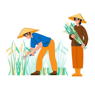 Pirinç taşıyıcısı hasat ediliyor. Tarım çiftliği, çeltik yiyeceği, Asya bitkisi, doğal doğa, pirinç hasadı. İnsanlar düz çizgi film çizimi