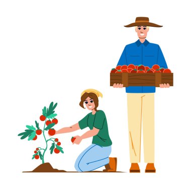 Domates taşıyıcısı hasat ediliyor. Taze tarım, organik gıda, sebze bahçesi, kırmızı bitki, sağlıklı domates hasadı karakteri. İnsanlar düz çizgi film çizimi