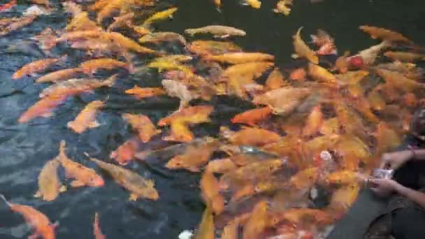 Pływanie Goldfish Stawie Bliska Strzał Świątyni Tirta Empul Tampaksiring Bali — Wideo stockowe