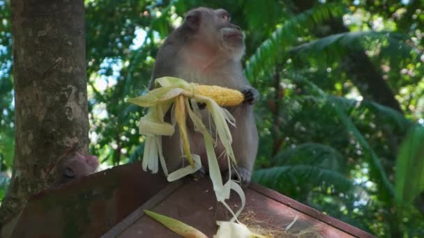 ウブドモンキーフォレスト ウブド インドネシアで黄色いトウモロコシを食べるバリの長い尾のマカクの猿 — ストック動画