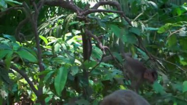 Ubud Maymun Ormanı, Ubud, Bali, Endonezya 'da uzun kuyruklu maymunlar.