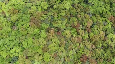 Kırsal alandaki güzel yeşil ormanın havadan görünüşü. Ekoloji kavramı.