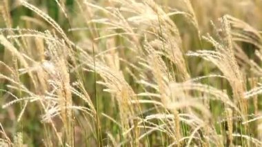 Rüzgarda sallanan çimenlerin yavaş hareketi. Gün batımı. 
