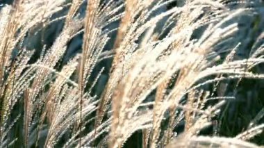 Rüzgarda sallanan çimenlerin yavaş hareketi. Gün batımı. 