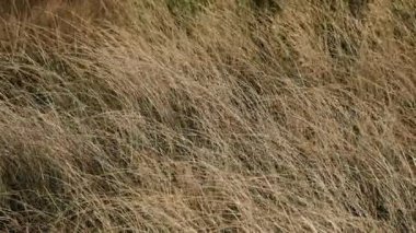 Rüzgarda sallanan çimenlerin yavaş hareketi. Gün batımı. 