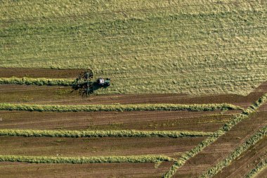 Saman hasat ve kurutma. Çim biçme makinesi taze kesilmiş çimlere dönüşüyor. Drone fotoğrafı.