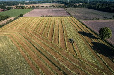 Saman hasat ve kurutma. Çim biçme makinesi taze kesilmiş çimlere dönüşüyor. Drone fotoğrafı.