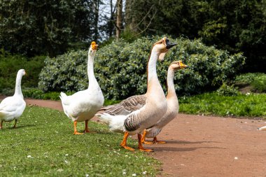 Afrika evcil kazları, Ren evcil kazları, evcil kaz türleri, parkta yürüyüş için..