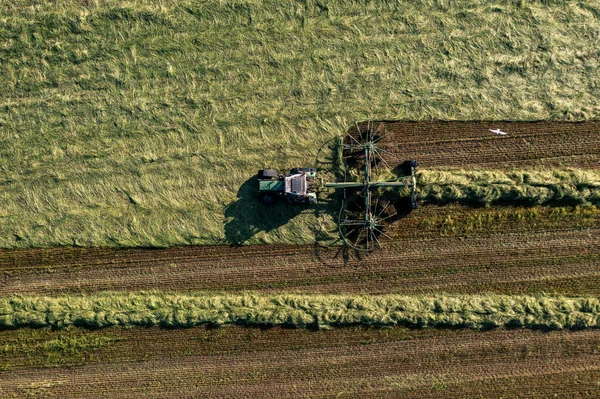 건초를 수확하고 건조시키는 뜯어먹는 돌아눕는다 Drone Photo — 스톡 사진