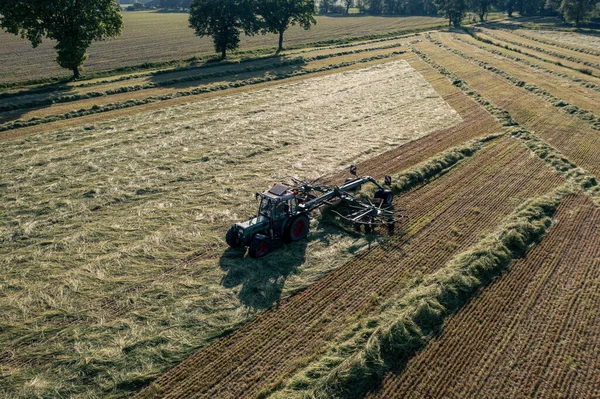 건초를 수확하고 건조시키는 뜯어먹는 돌아눕는다 Drone Photo — 스톡 사진