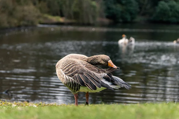 Afrika evcil kazları, Ren evcil kazları, evcil kaz türleri, parkta yürüyüş için..