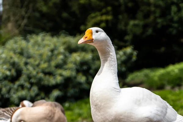 Afrika evcil kazları, Ren evcil kazları, evcil kaz türleri, parkta yürüyüş için..