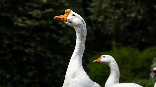 Afrika evcil kazları, Ren evcil kazları, evcil kaz türleri, parkta yürüyüş için..