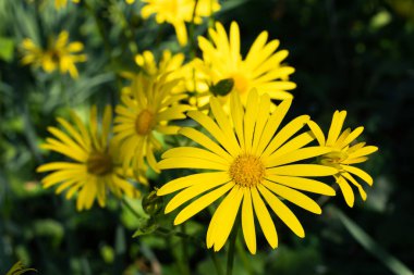 Geçmişi bulanık sarı doronicum. Özgeçmiş için uygun. Çiçek. Bitkiler. Sarı çiçekler çimenliği.