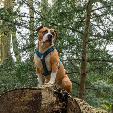 Parktaki Staffordshire Teriyeri 'nin portresi..