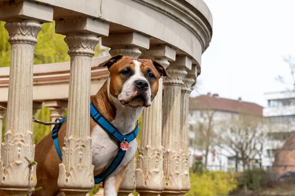 Portré Egy Amerikai Staffordshire Terrier Egy Parkban Szabadban — Stock Fotó