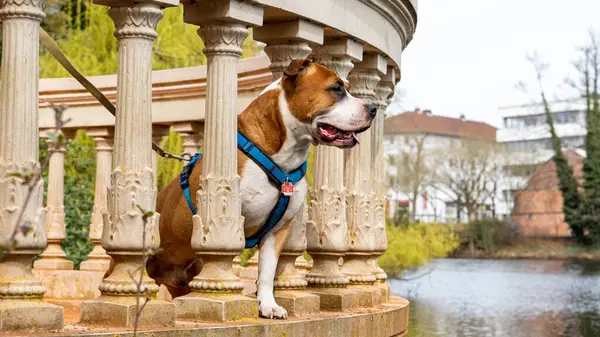 Portré Egy Amerikai Staffordshire Terrier Egy Parkban Szabadban — Stock Fotó