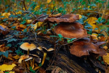Sonbaharda yenilemez mantarlar, ıslak orman. Düşmüş yapraklar, yosun.