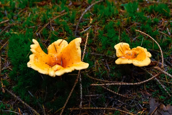 Funghi Non Digeribili Autunno Foresta Umida Foglie Cadute Muschio — Foto Stock