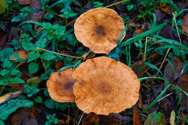Cogumelos Inedible Outono Floresta Molhada Folhas Caídas Musgo — Fotografia de Stock