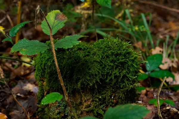 Sonbaharda yenilemez mantarlar, ıslak orman. Düşmüş yapraklar, yosun.