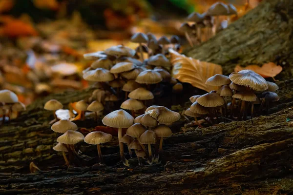 Несъедобные Грибы Осенью Влажный Лес Падшие Листья Мох — стоковое фото