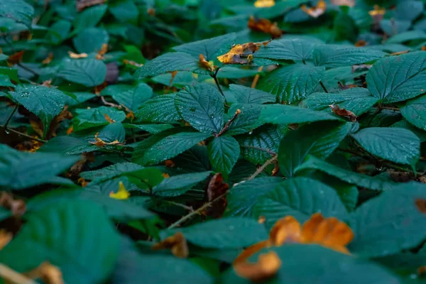 stock image Inedible mushrooms in the autumn, wet forest. Fallen leaves, moss.