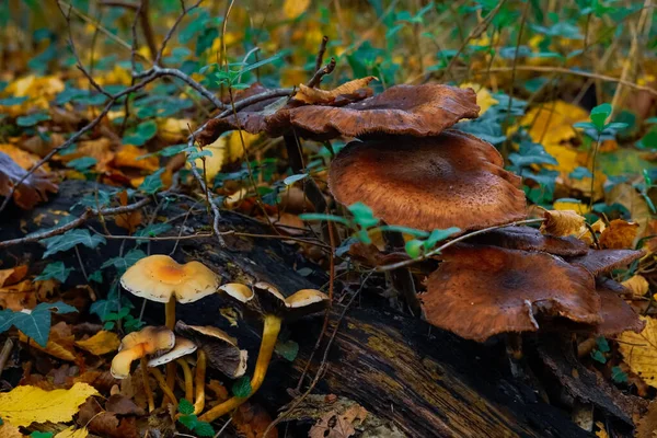 stock image Inedible mushrooms in the autumn, wet forest. Fallen leaves, moss.