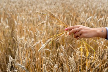 Buğday kulakları, bir kadının eli tarladaki altın kulaklara dokunur, hasatını inceler. Tarım sektörü.